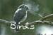 African Birds Home Page