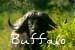 Buffalo Home Page