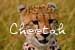 Cheetah Home Page