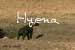 Hyena Home Page