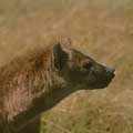 Brown Hyena
