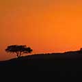 Sunrise on the Mara